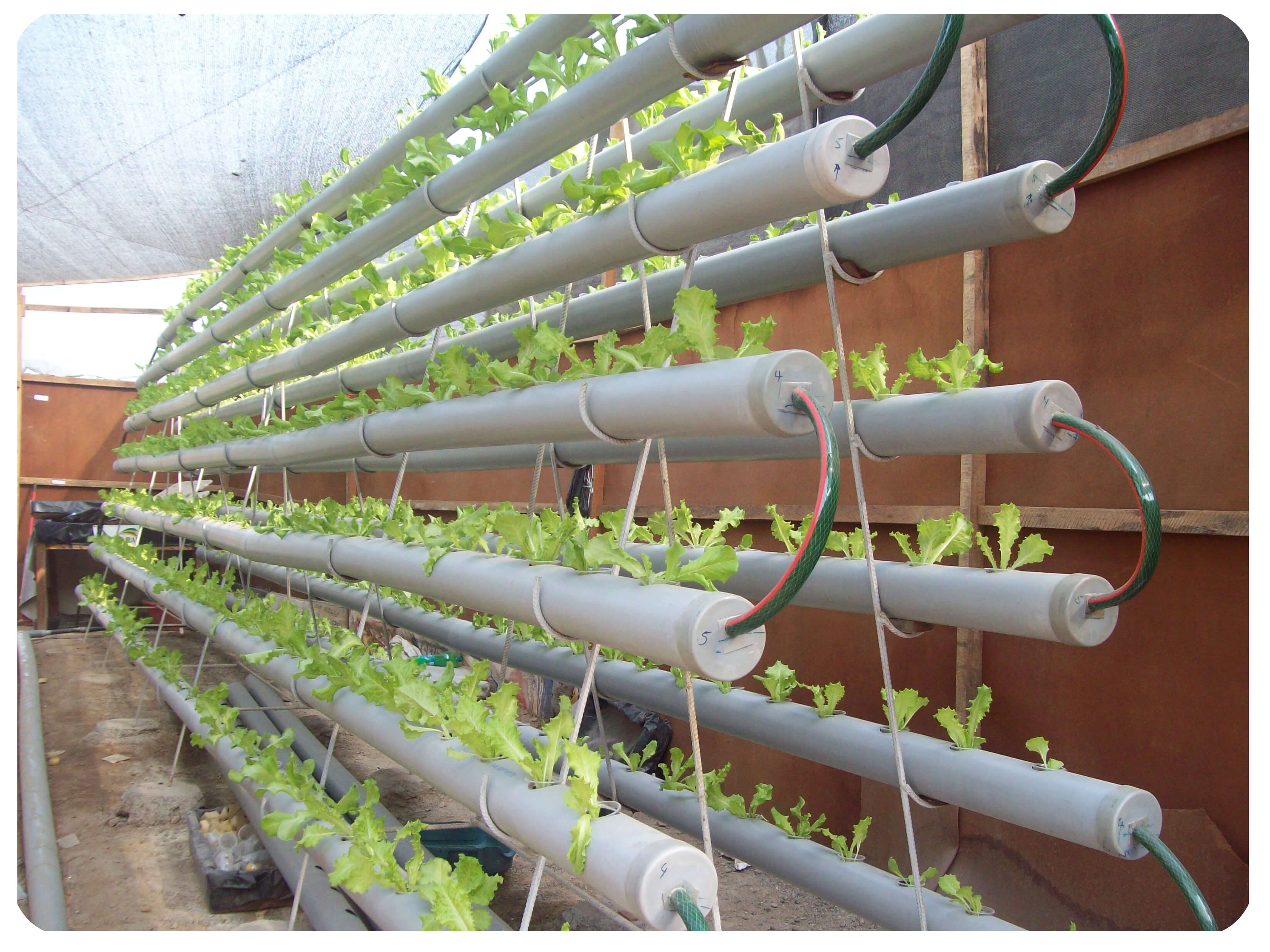 Cultivo de lechuga hidropónica