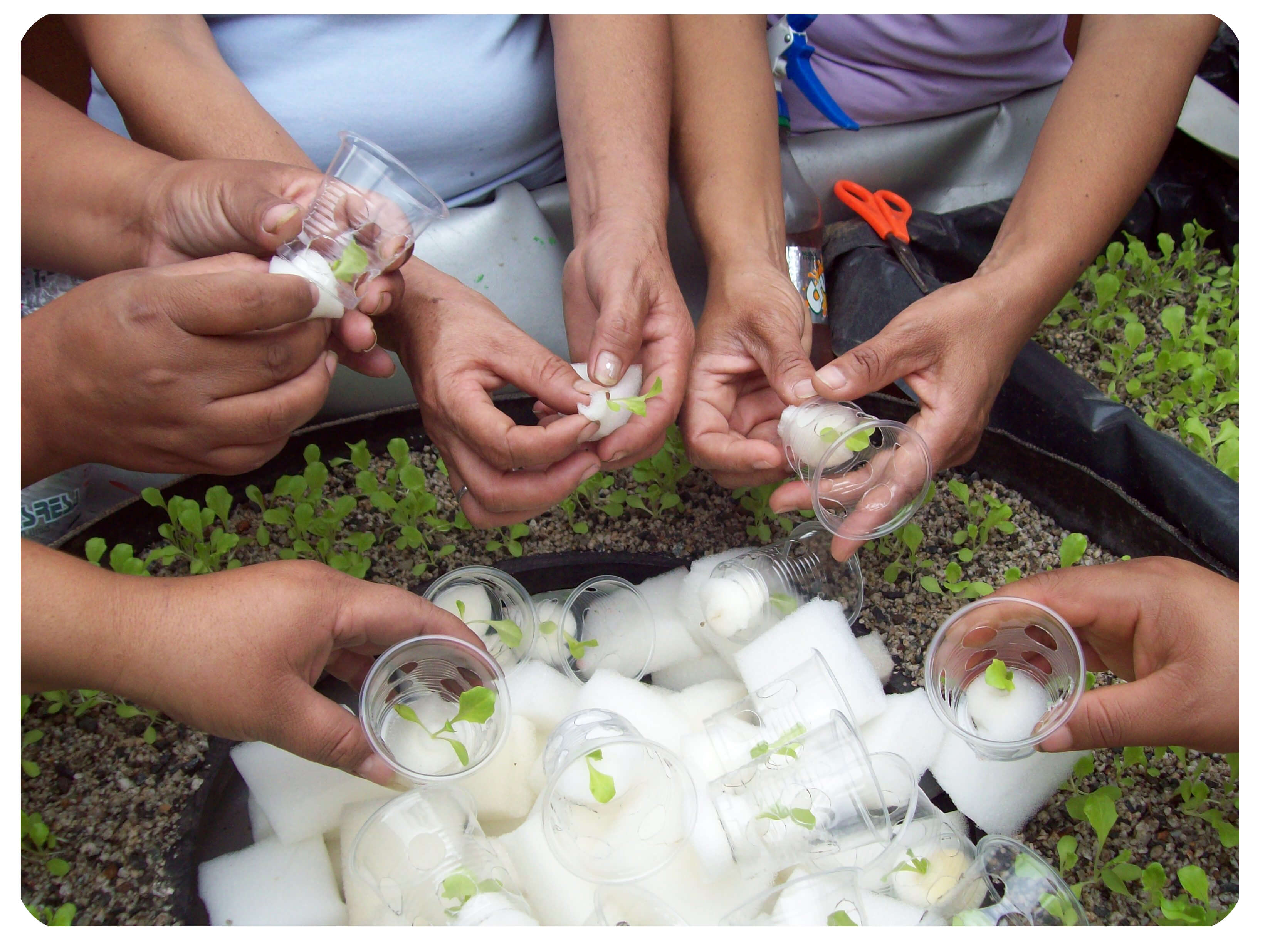 Transplante de semillas